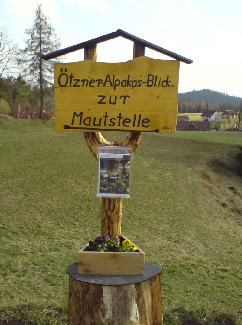 tzner - Alpakas - Blick